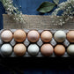 Hoskins Family Farm – Pasture Raised Biodynamic Eggs - Whisked.net.au
